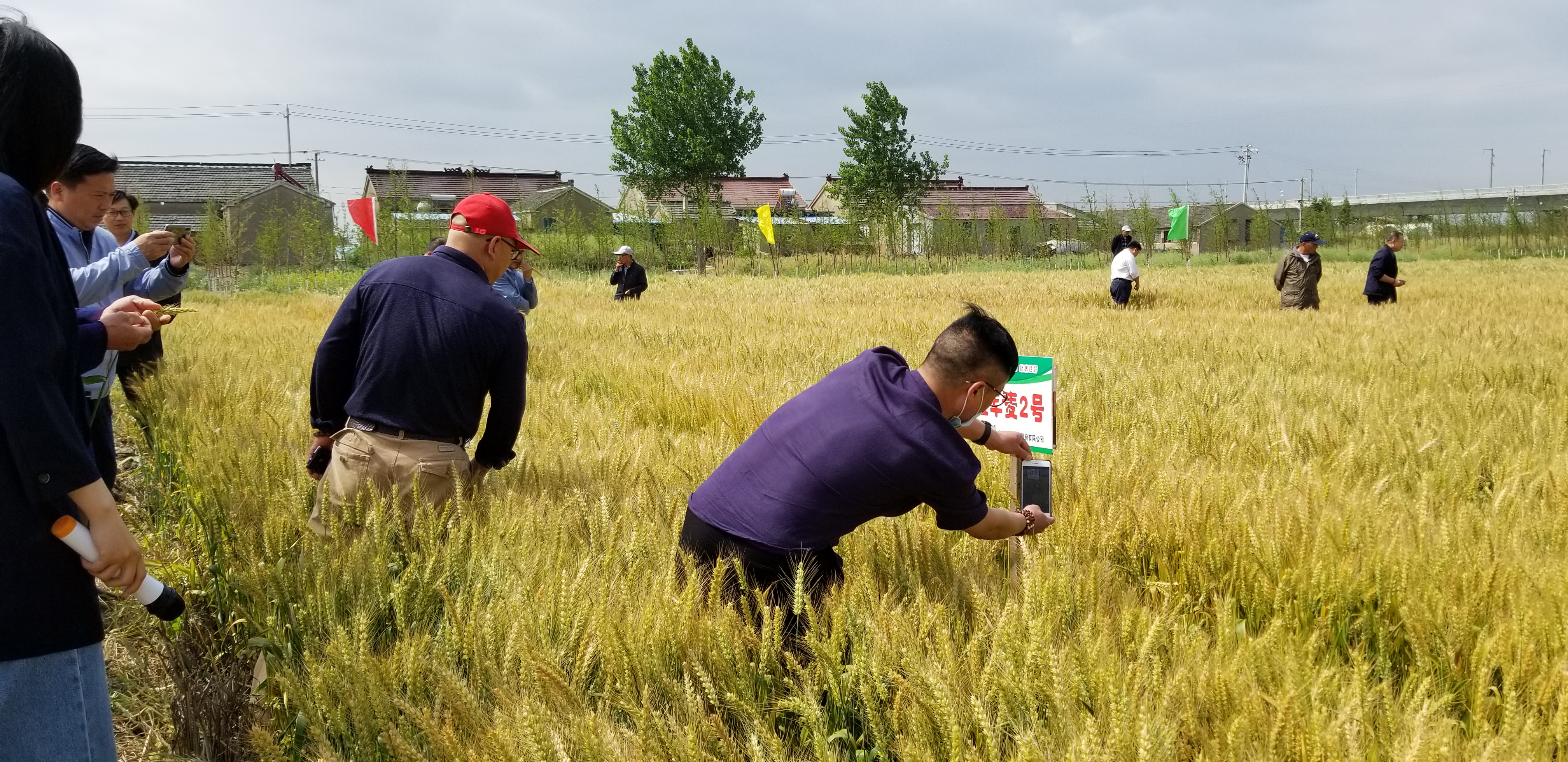 盐城市农业农村局 种植业 金色农业选育的小麦新品种"金丰麦2号"获