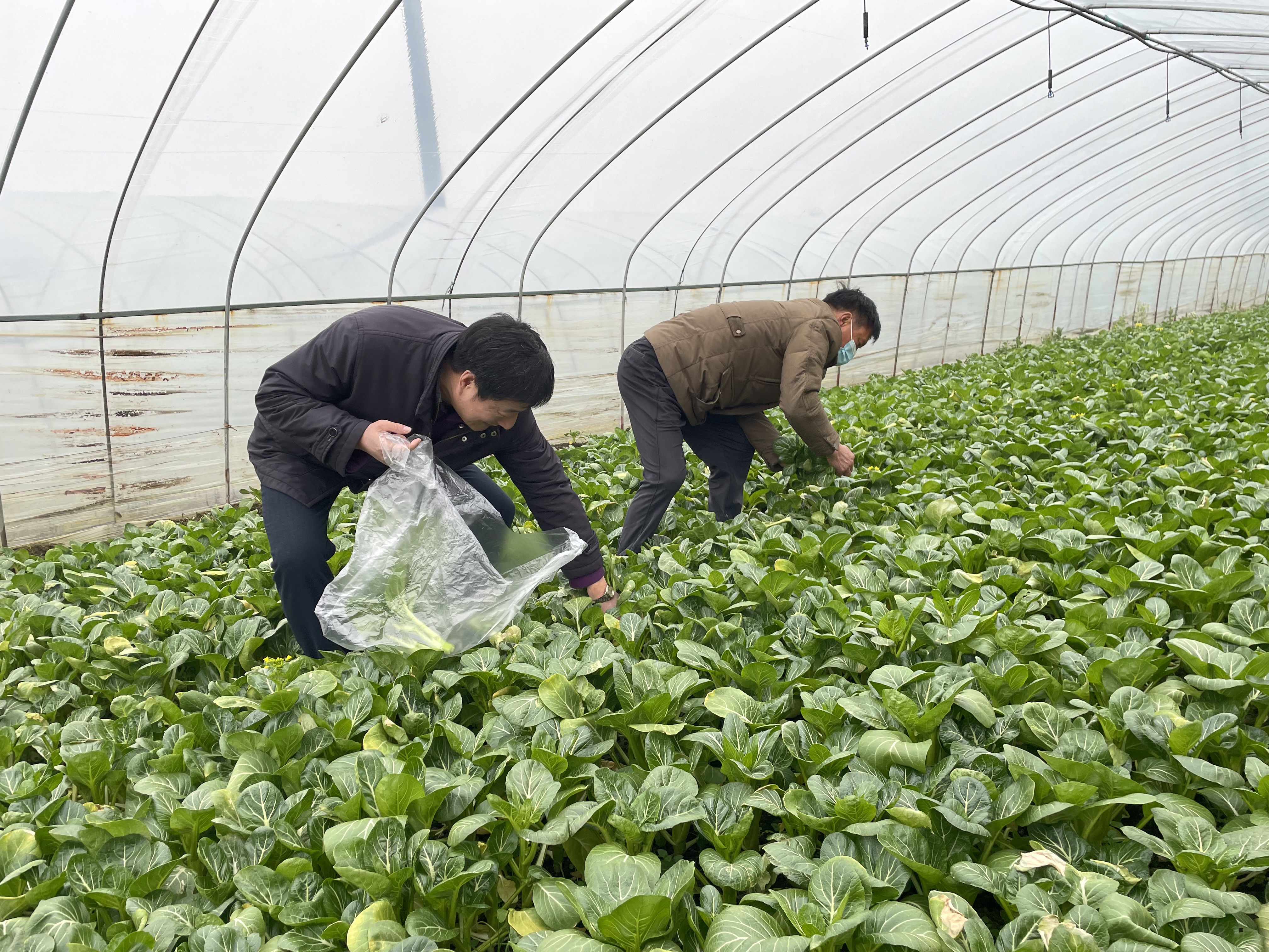 农业农村部来盐城市开展2022年第一季度 国家农产品质量安全例行监测