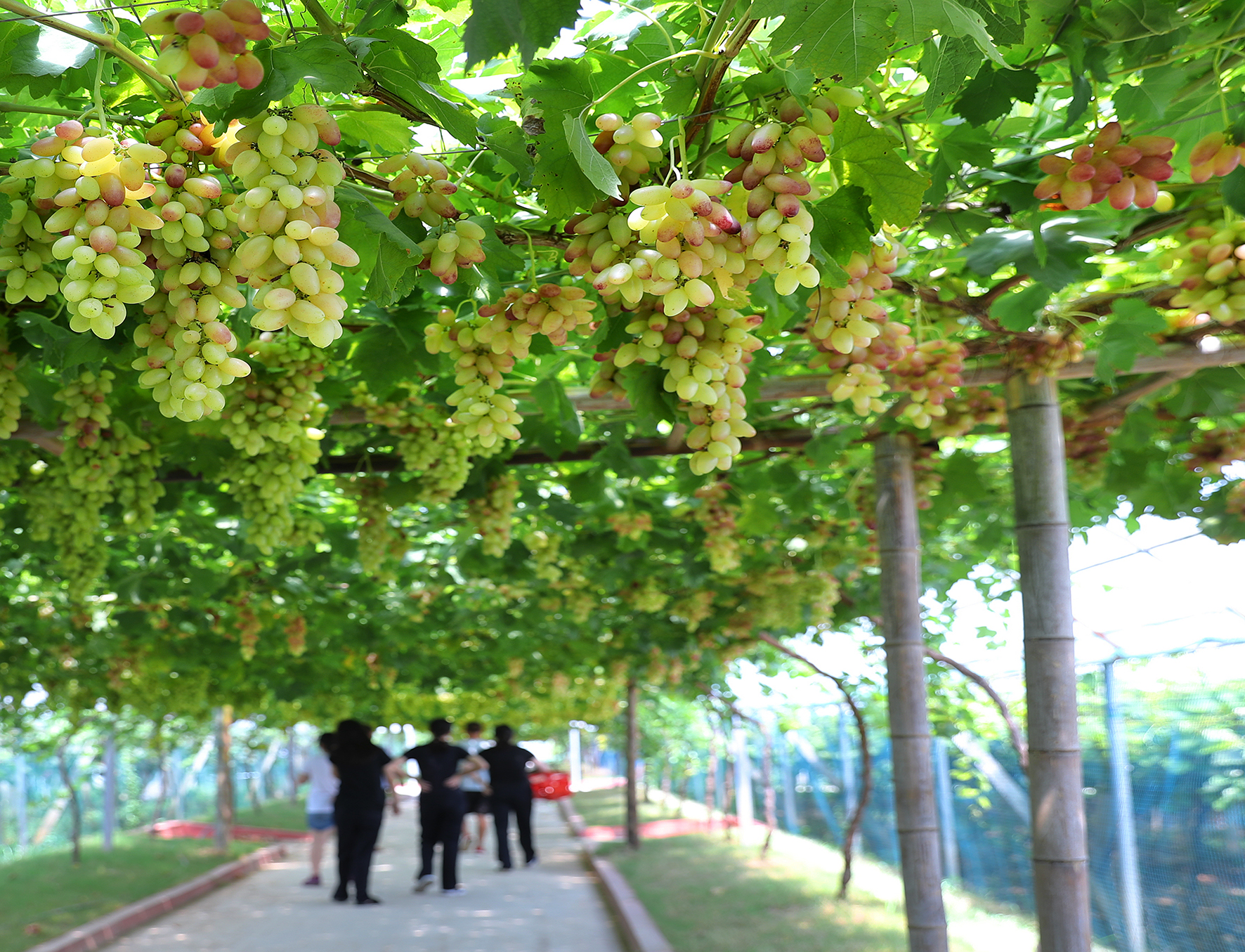 我市新增9个省级乡村休闲旅游农业类主题创意农园