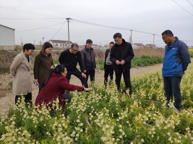 (市經作站供稿)經作站一行還實地察看了新豐鎮仁南村2700畝貝母種植