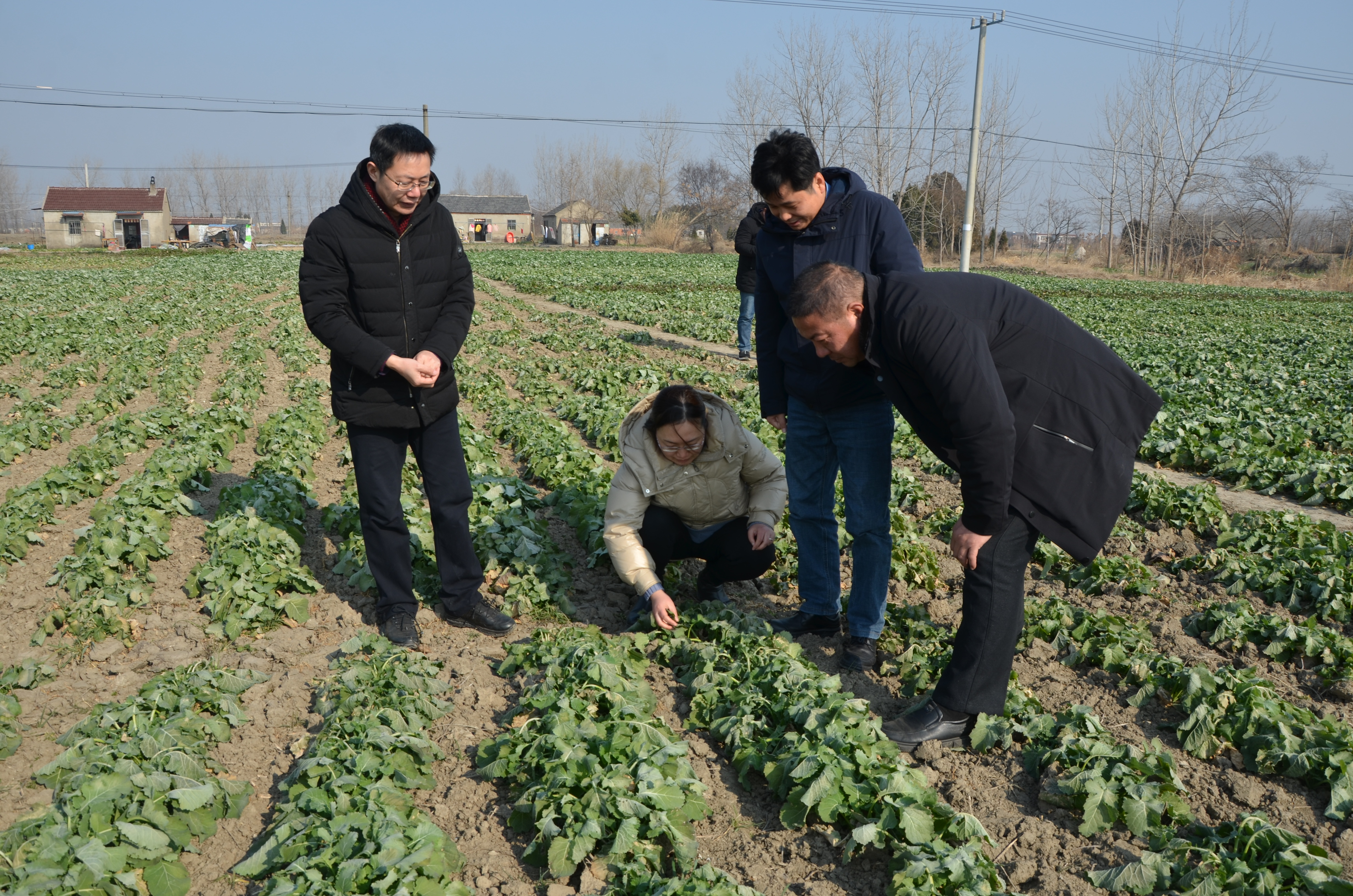 盐城市农业农村局 工作动态 市粮油站赴建湖,盐都调研大小麦及油菜