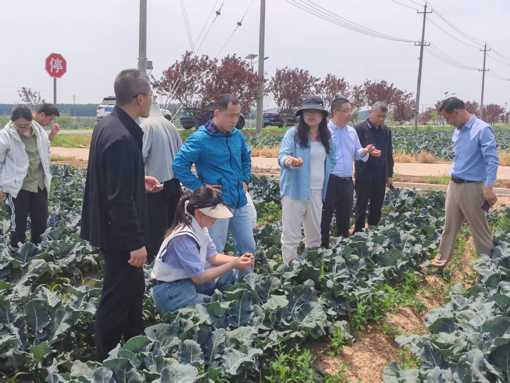 蔬菜病虫害绿色防控技术培训与观摩活动1.jpg 蔬菜病虫害绿色防控技术培训与观摩活动1.jpg