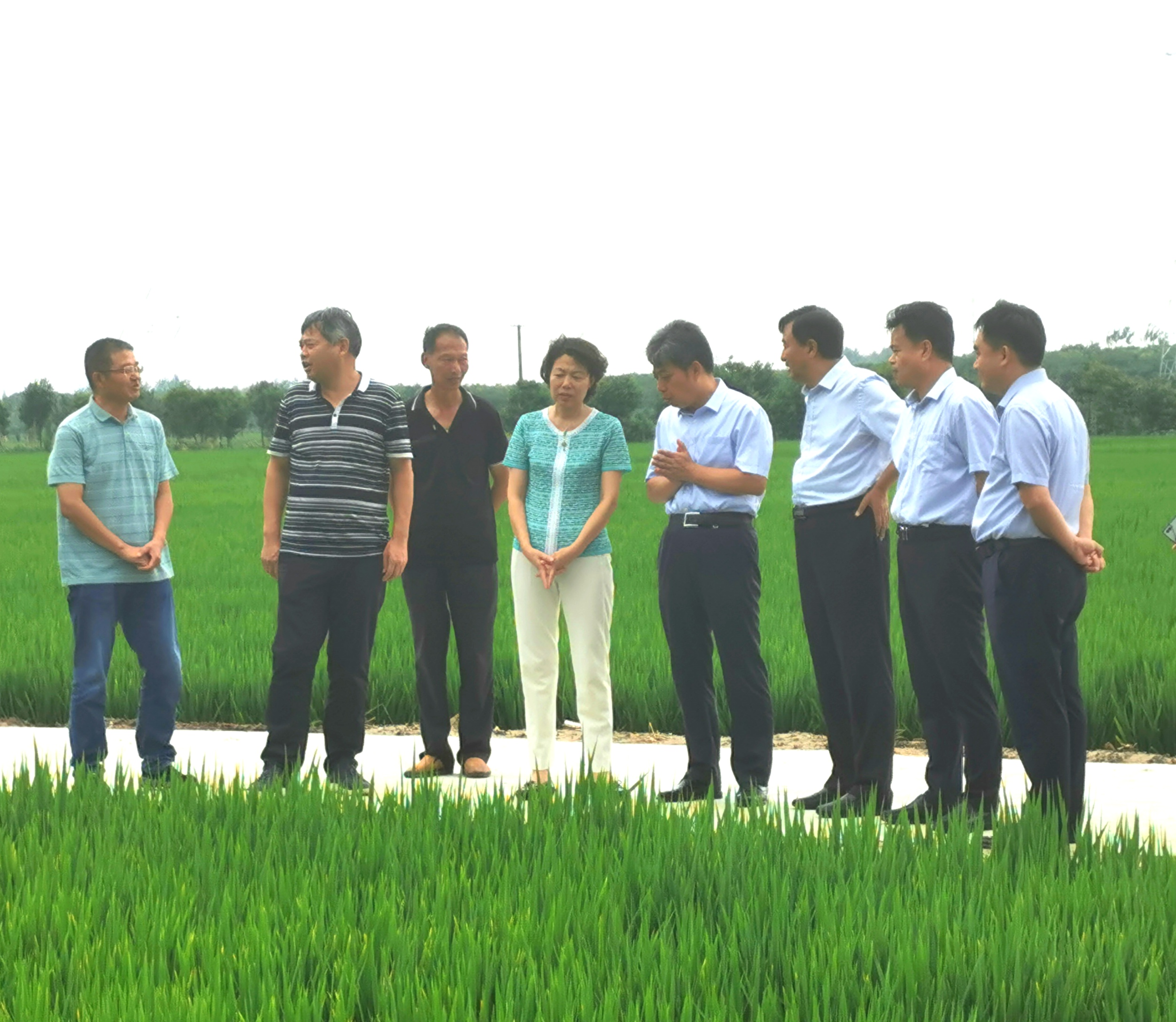 盐城市农业农村局 工作动态 施建霞局长带队督导水稻病虫害防控及景观