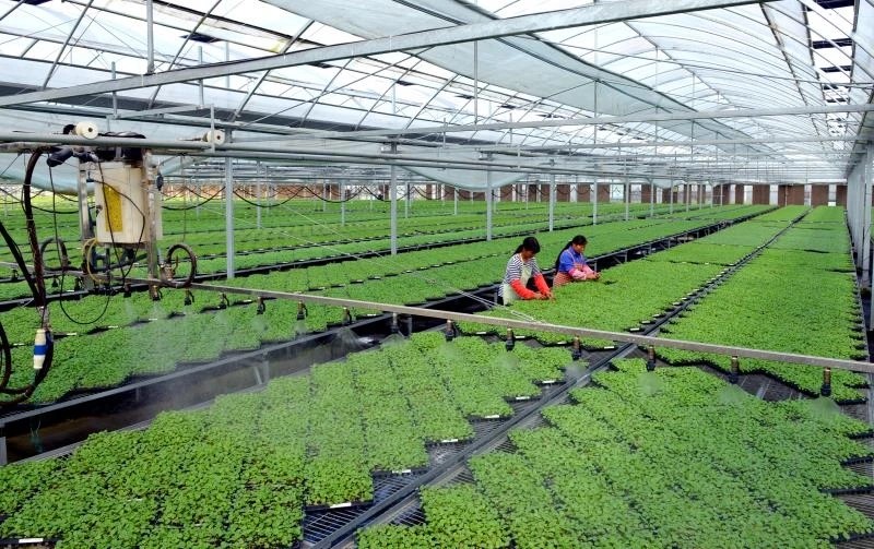 重庆有机蔬菜：绿色生态与健康生活的完美邂逅